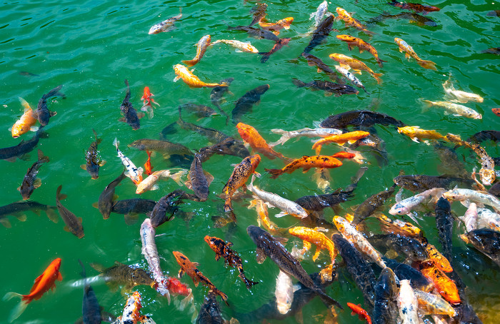 ▲龙泉月牙湖里欢腾的鱼儿