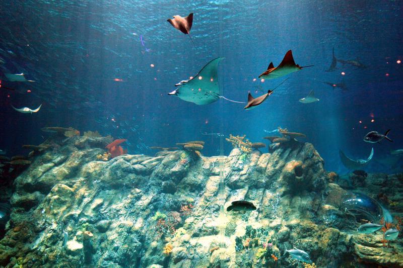 香港海洋公园景观(图源:香港旅游发展局)