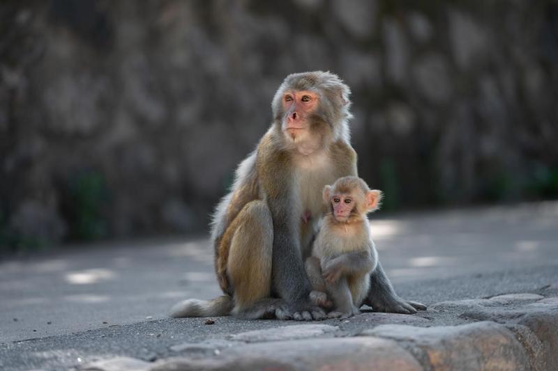 垣曲历山的猕猴。