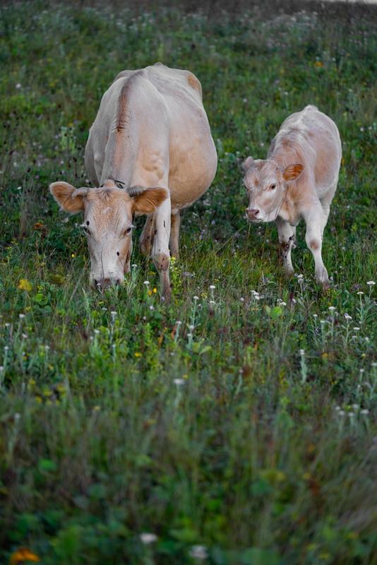 垣曲舜王坪上悠然自得的牛群。
