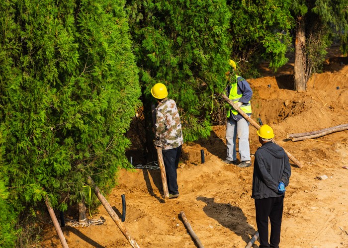 工人为新栽植的树木作支撑。