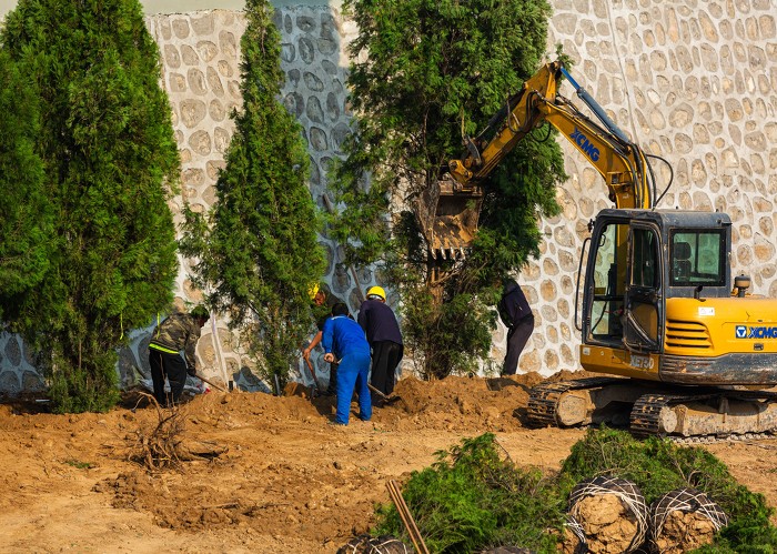 工人正在为栽植的树木培土。