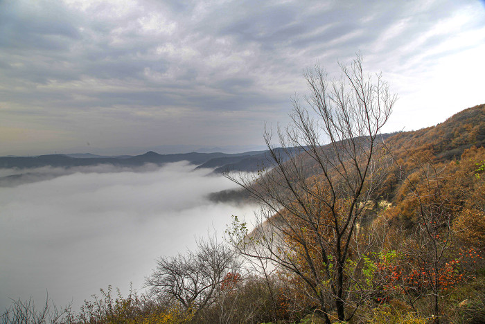 ▲秋色浓郁,金黄的树叶与云海叶相互交织