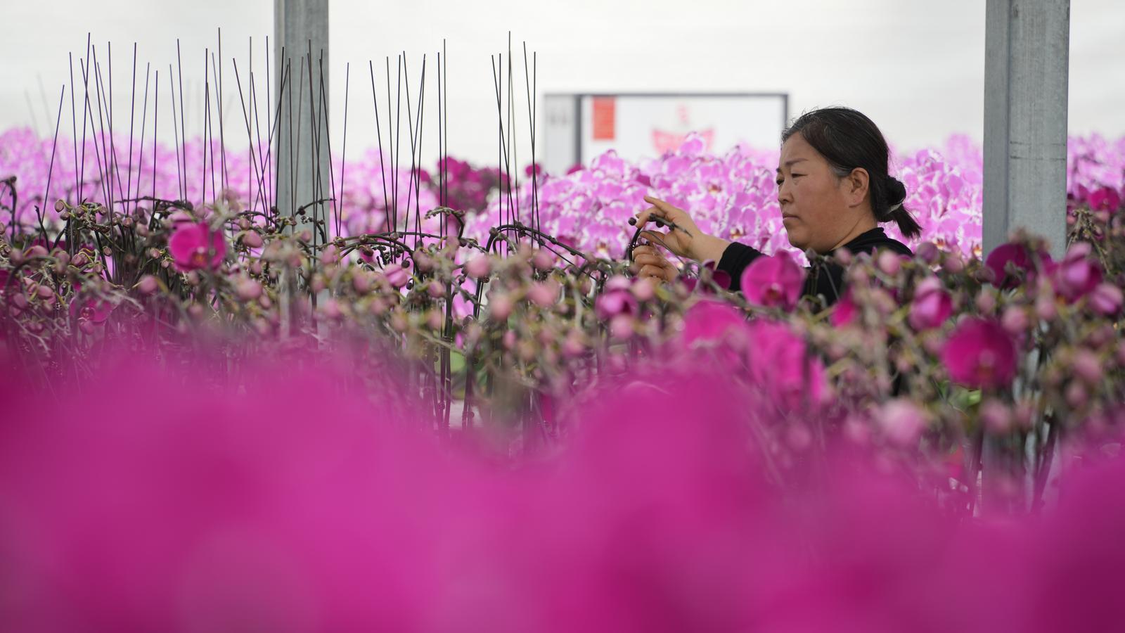 ▲打造现代化花卉种植基地