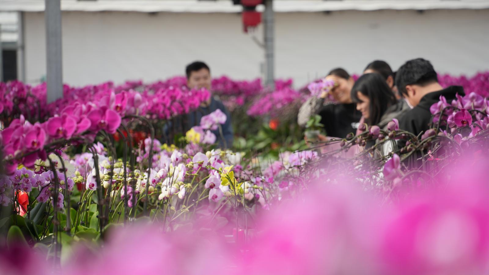 ▲花圃基地吸引外地人前来参观购买