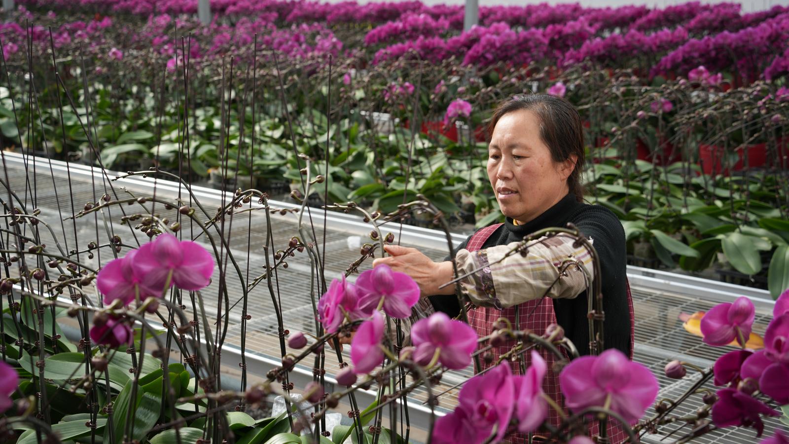 ▲打理培育蝴蝶兰