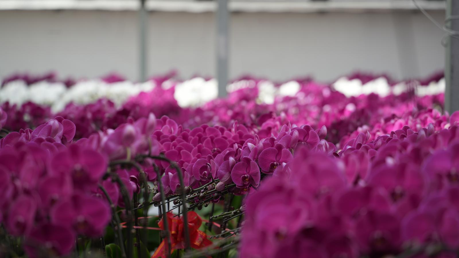 ▲艳丽明媚、美不胜收