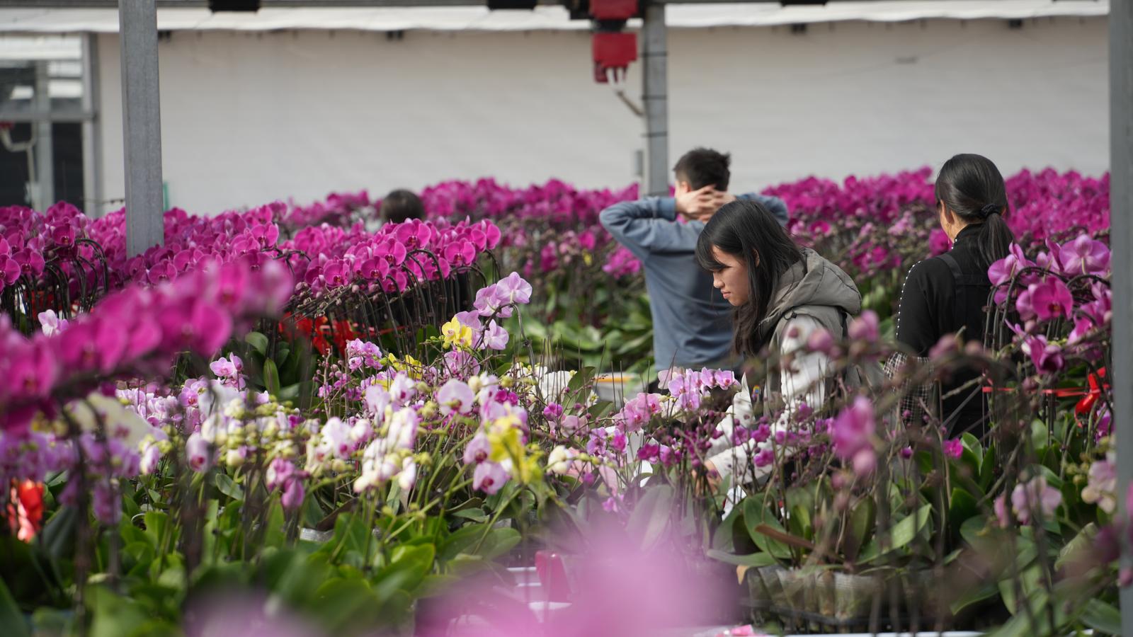 ▲扶持乡村花卉产业发展壮大