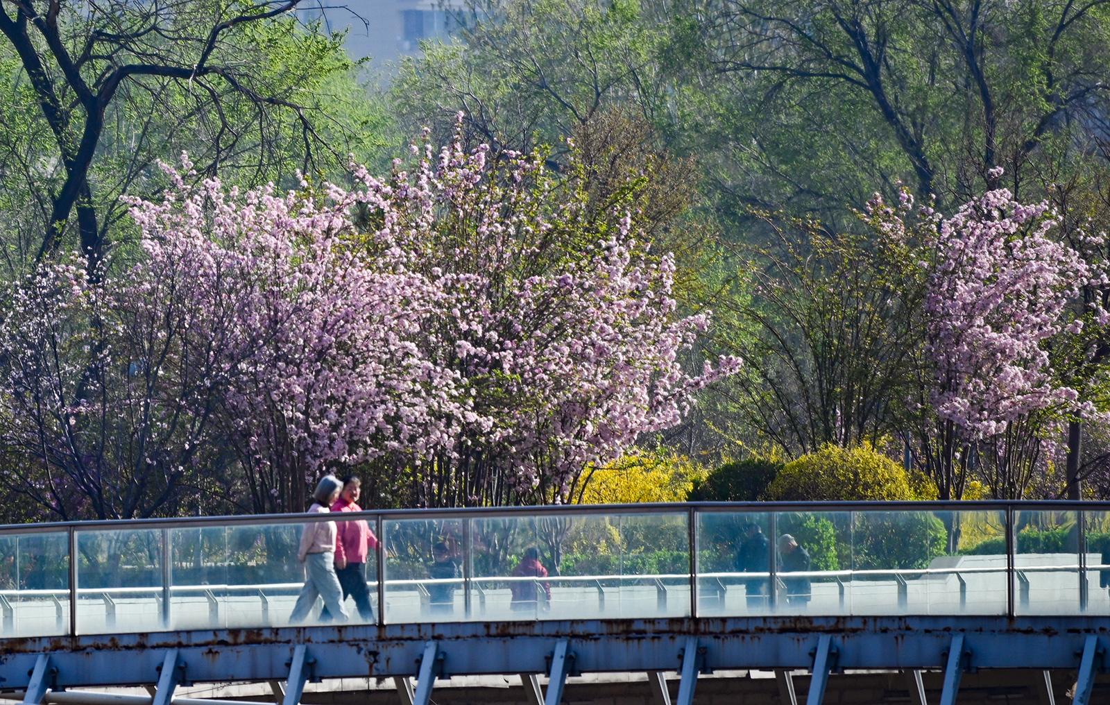 人们共赴“花事”