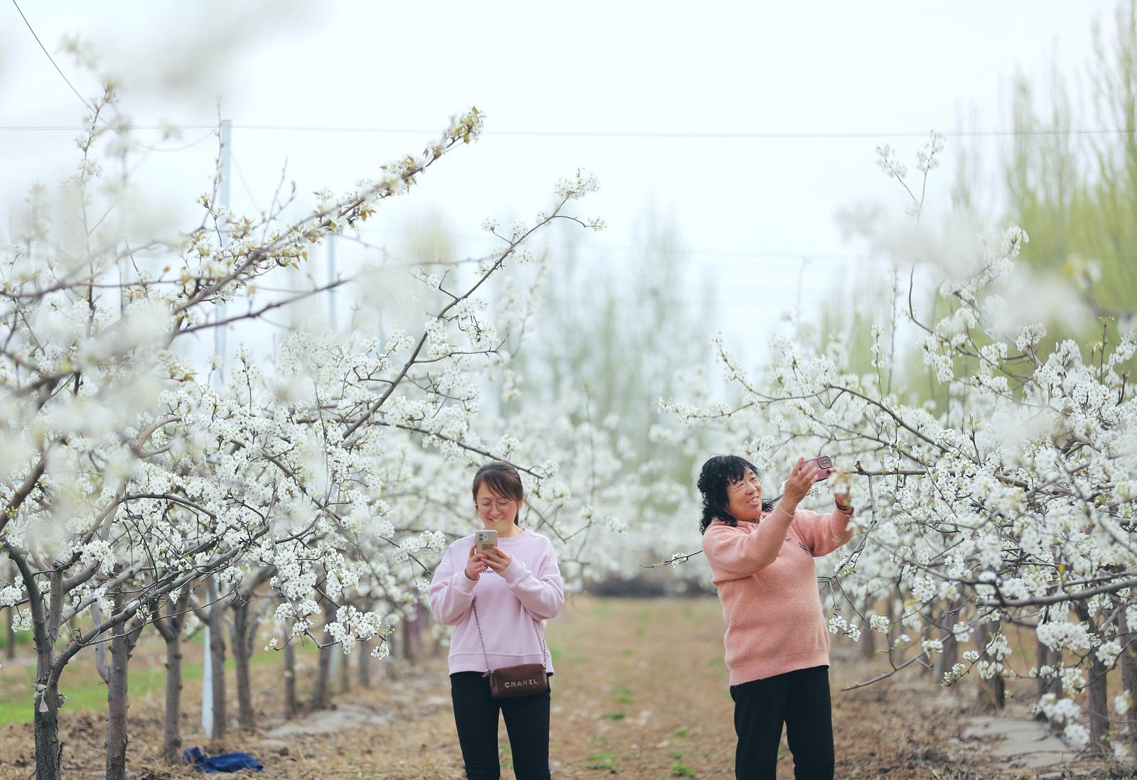 梨香四溢 文旅兴村