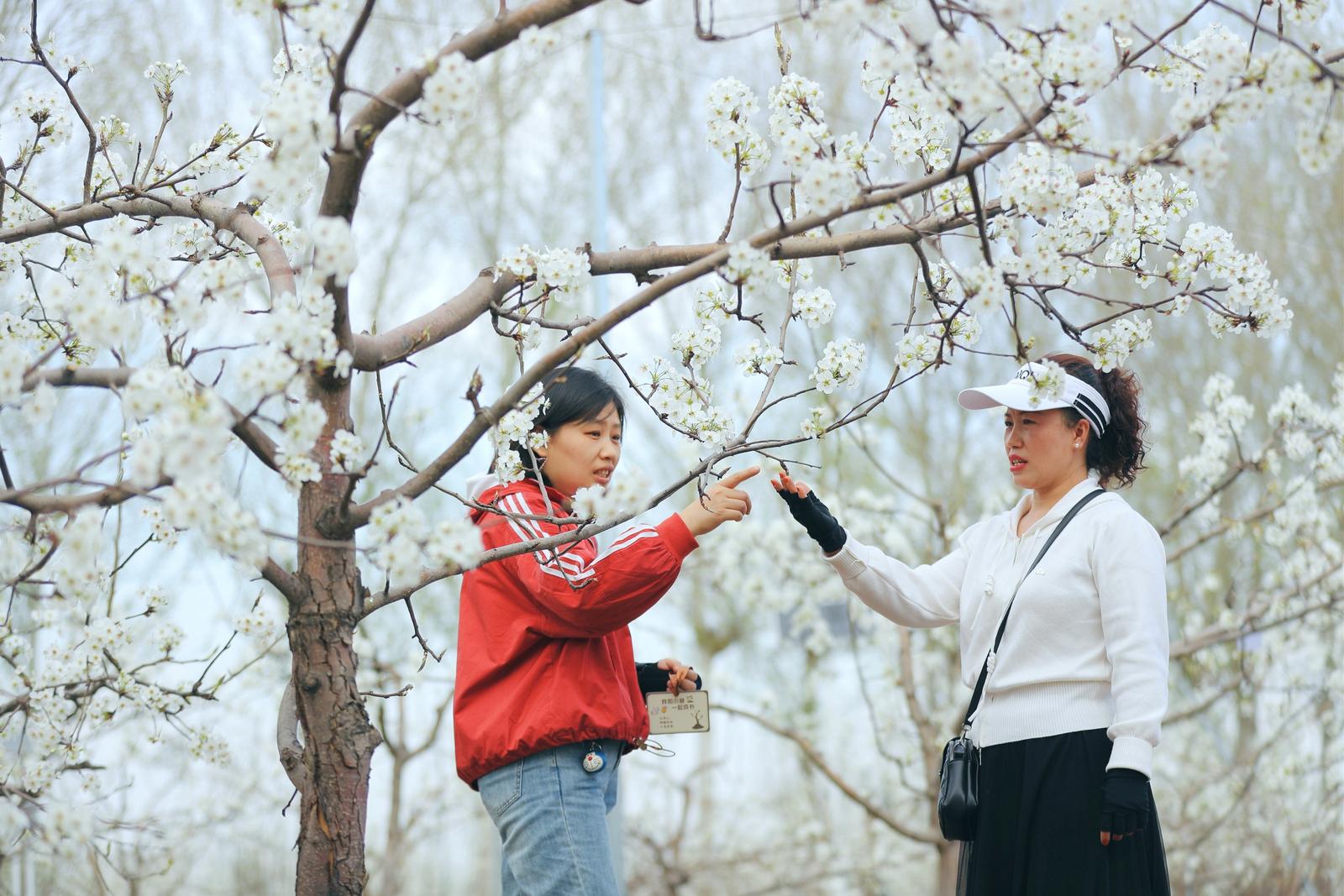 梨香四溢 文旅兴村
