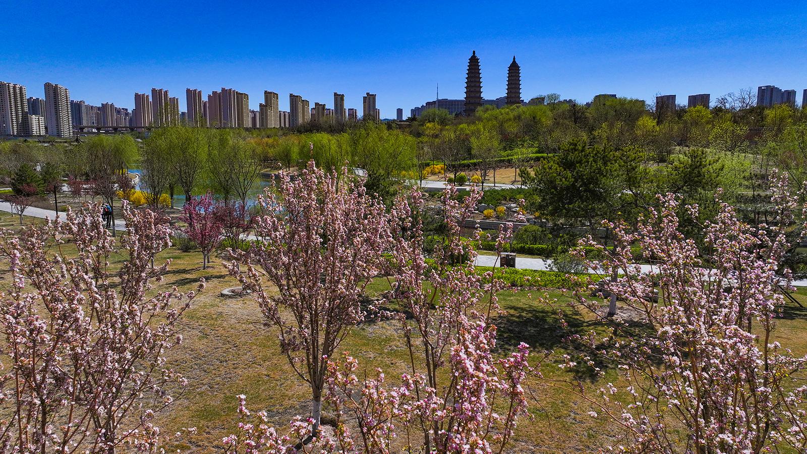 双塔公园春意盎然古韵悠悠