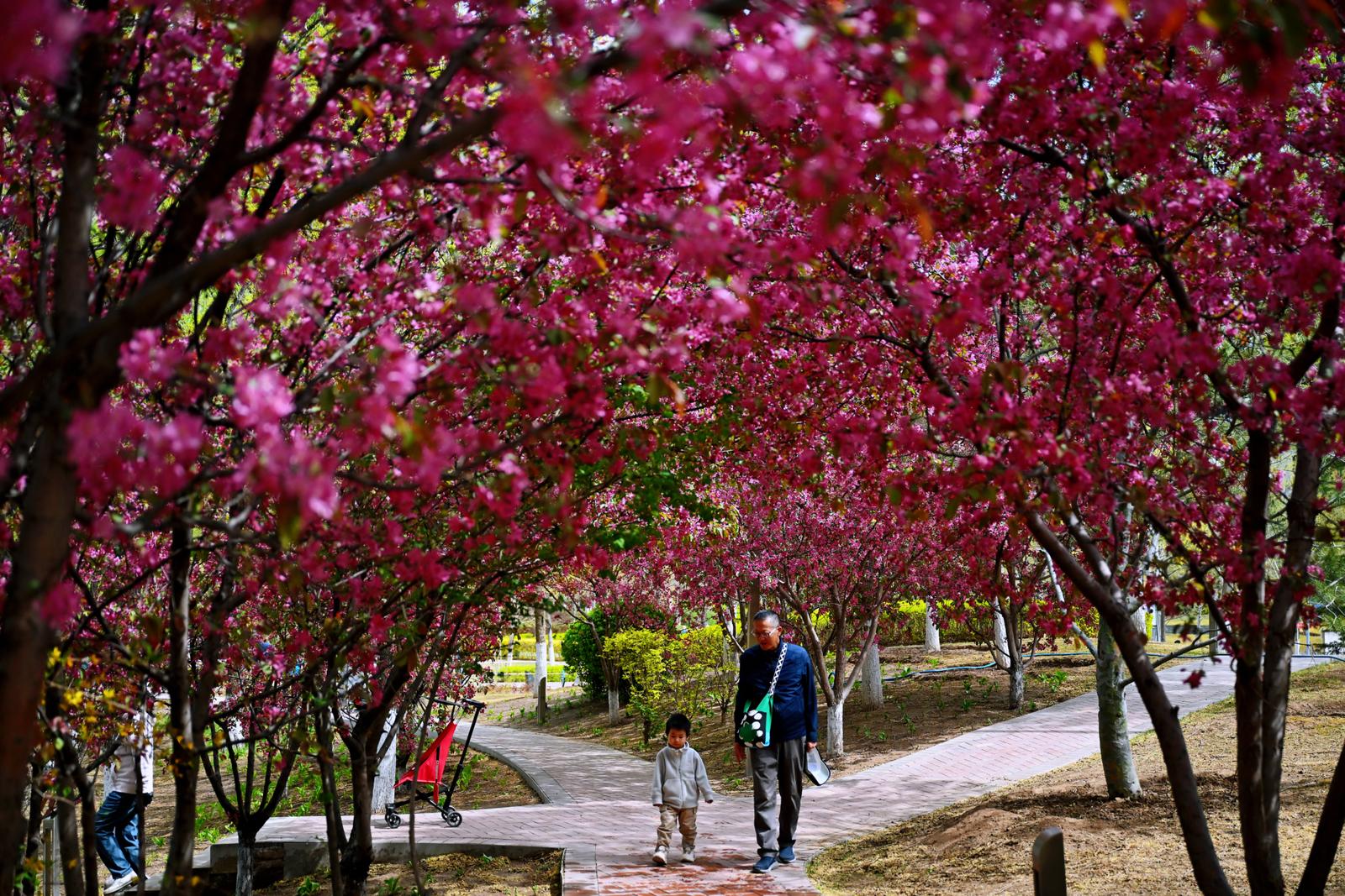 游人在花海中徜徉赏景。