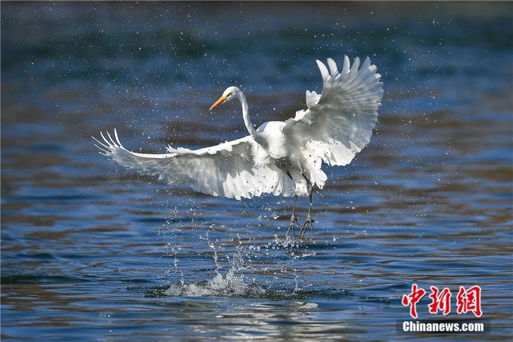 太原汾河湿地吸引众多鸟类越冬栖息 韦亮 摄