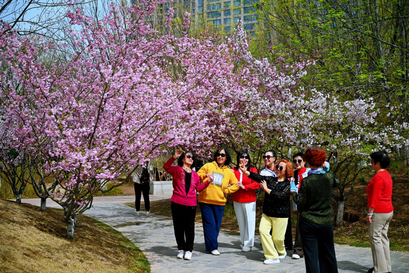 游人在花海中徜徉赏景。