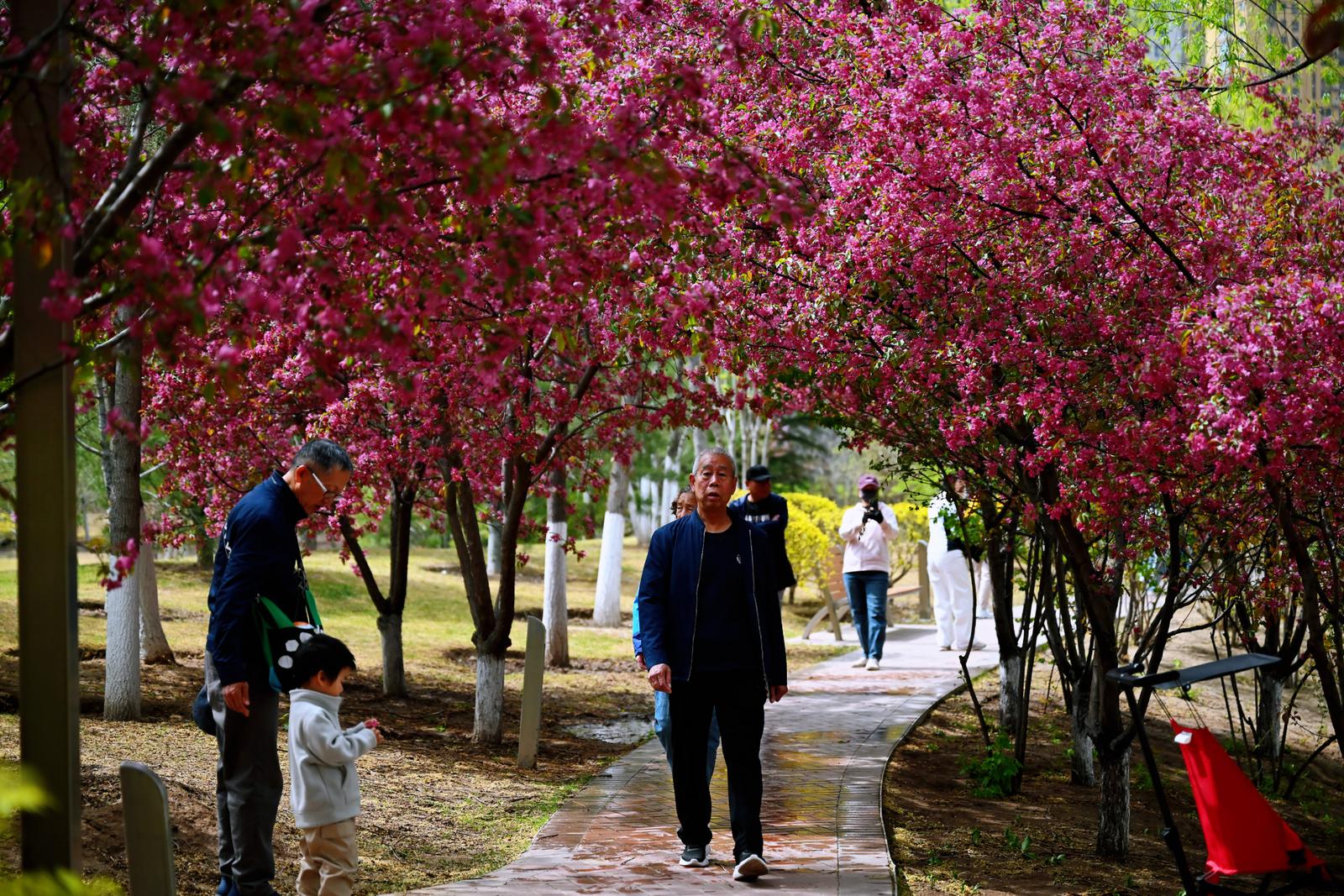 游人在花海中徜徉赏景。