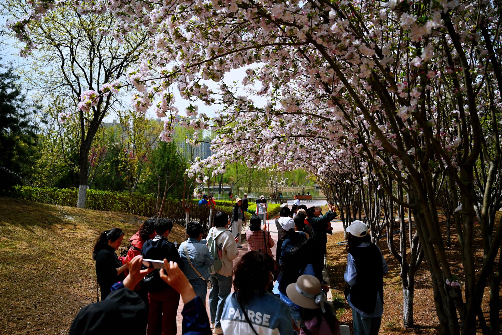游人在花海中徜徉赏景。