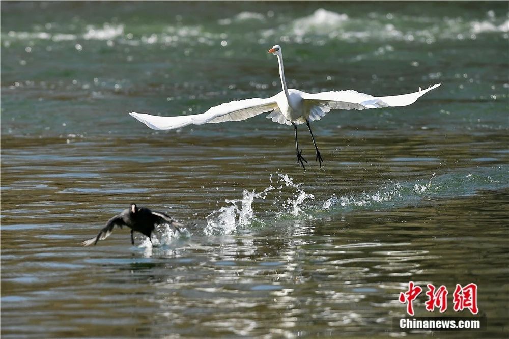 太原汾河湿地候鸟翔集 韦亮 摄
