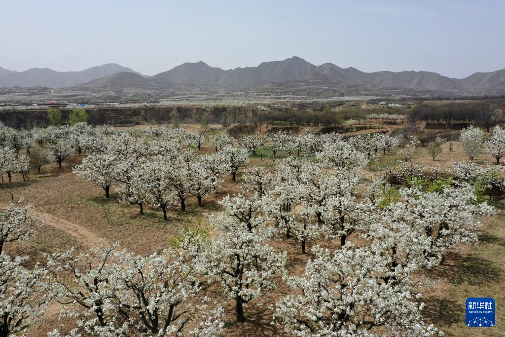 山西省原平市同川镇梨园内梨花盛开(4月17日摄,无人机照片)。