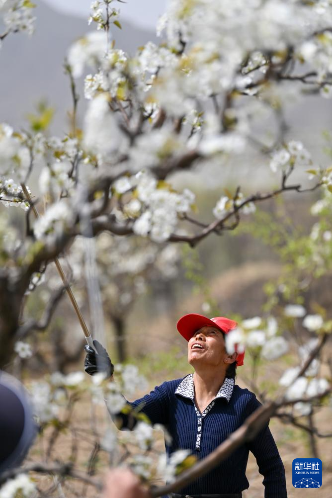 4月17日,在山西省原平市同川镇,果农给梨花授粉。