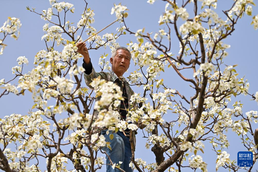 4月17日,在山西省原平市同川镇,果农给梨花授粉。