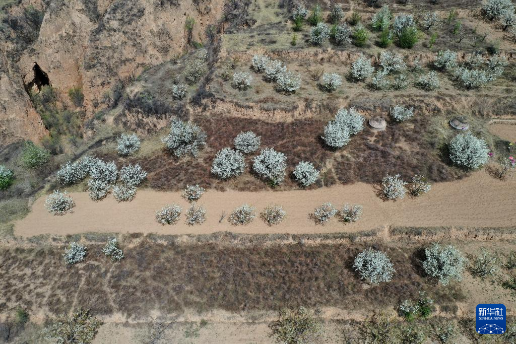 山西省原平市同川镇梨园内梨花盛开(4月17日摄,无人机照片)。