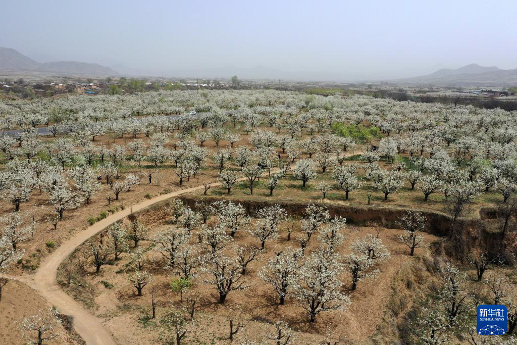 山西省原平市同川镇梨园内梨花盛开(4月17日摄,无人机照片)。