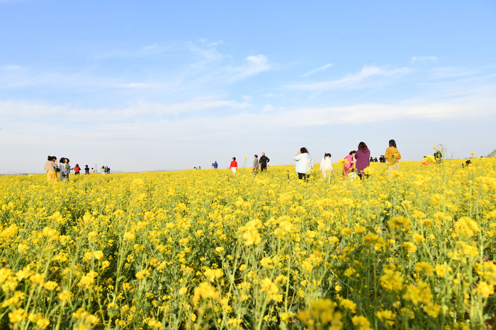 油菜花开 邀你入画
