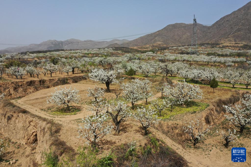 山西省原平市同川镇梨园内梨花盛开(4月17日摄,无人机照片)。
