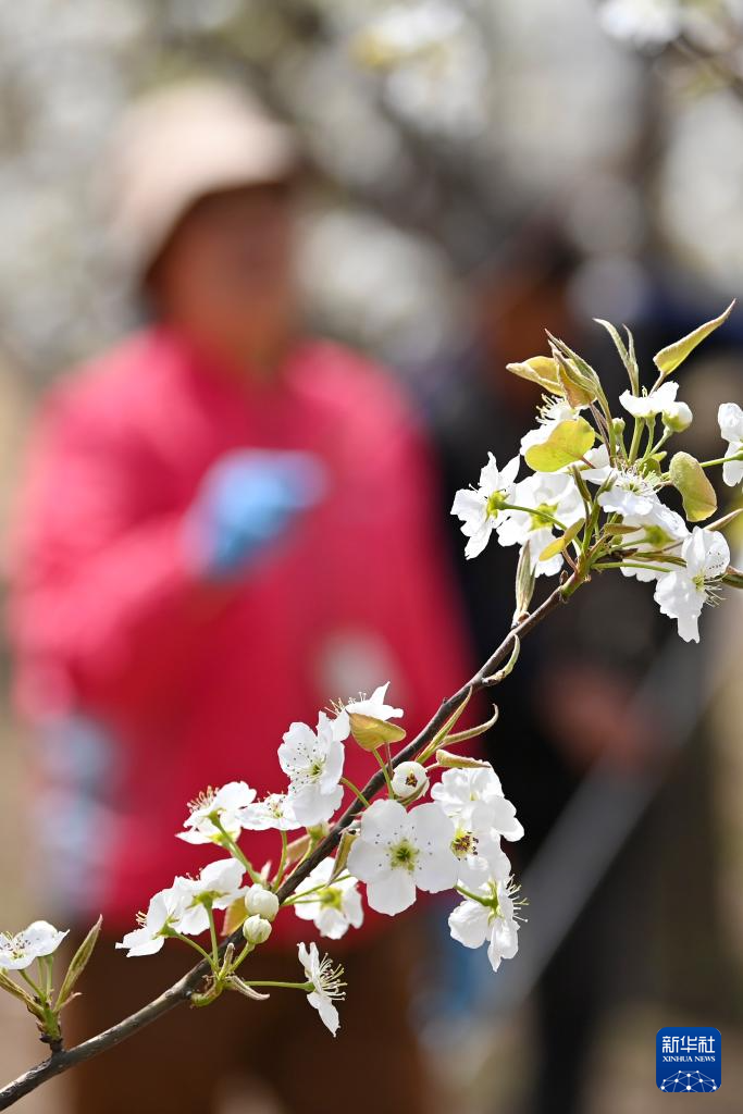 4月17日,在山西省原平市同川镇,果农给梨花授粉。