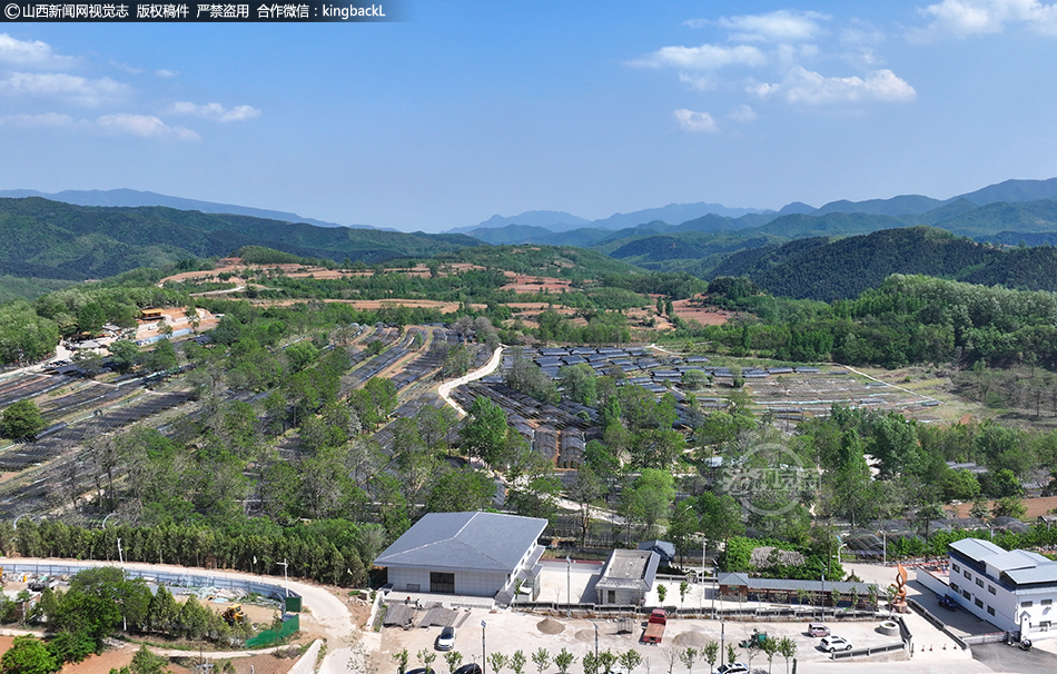 高山春茶采摘忙