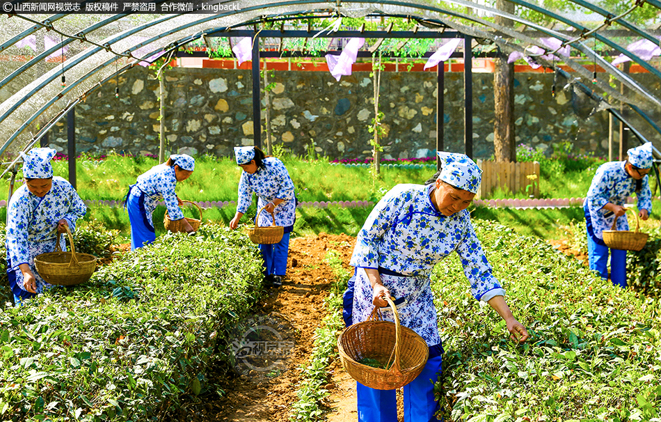 高山春茶采摘忙