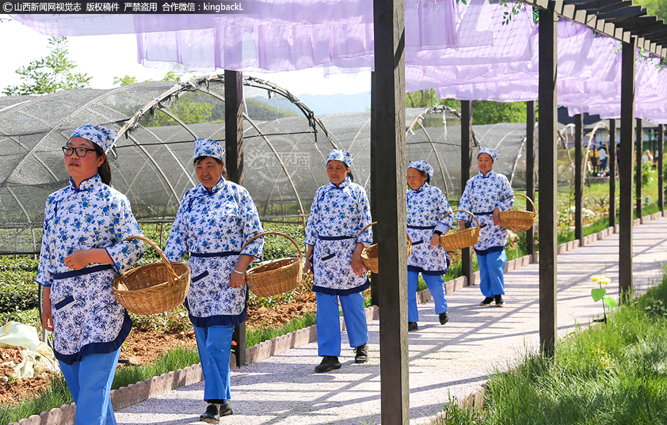 高山春茶采摘忙