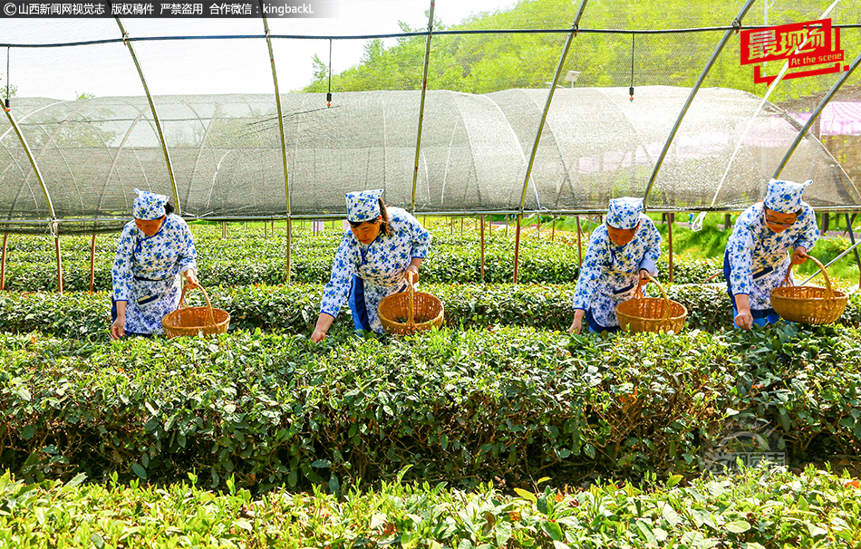 高山春茶采摘忙