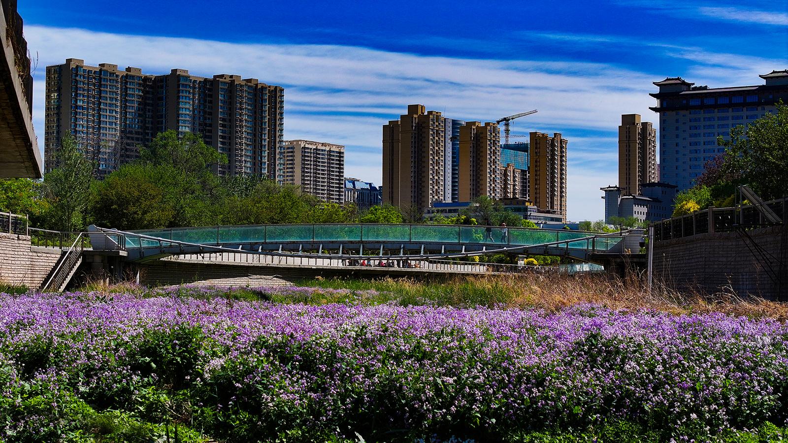 紫色二月兰宛如花海