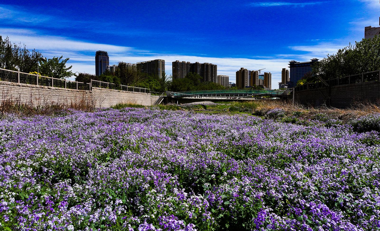 紫色二月兰宛如花海