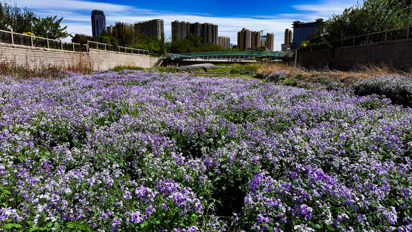 紫色二月兰宛如花海