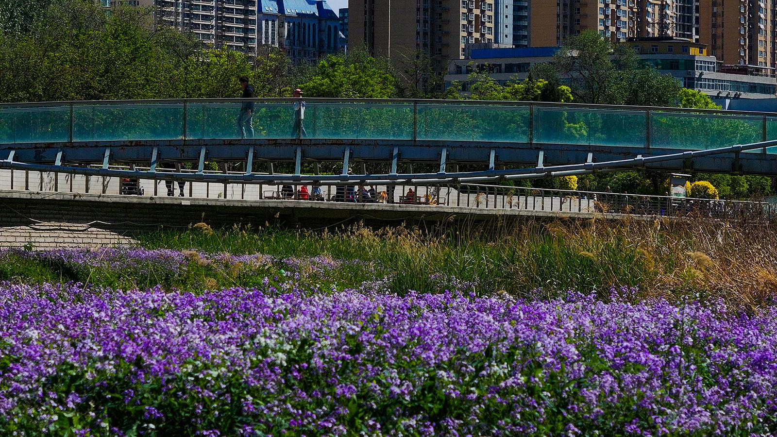 紫色二月兰宛如花海