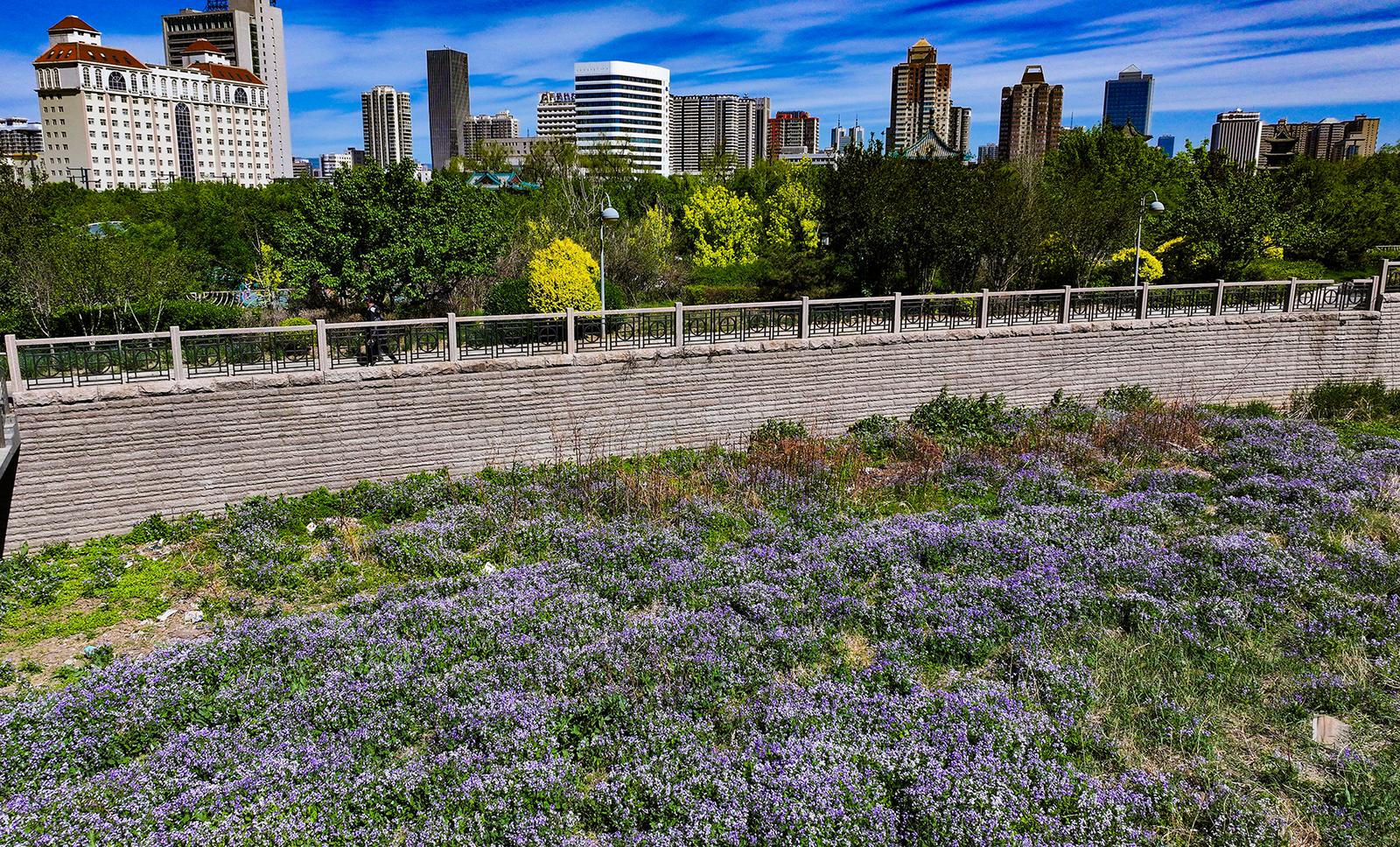 紫色二月兰宛如花海