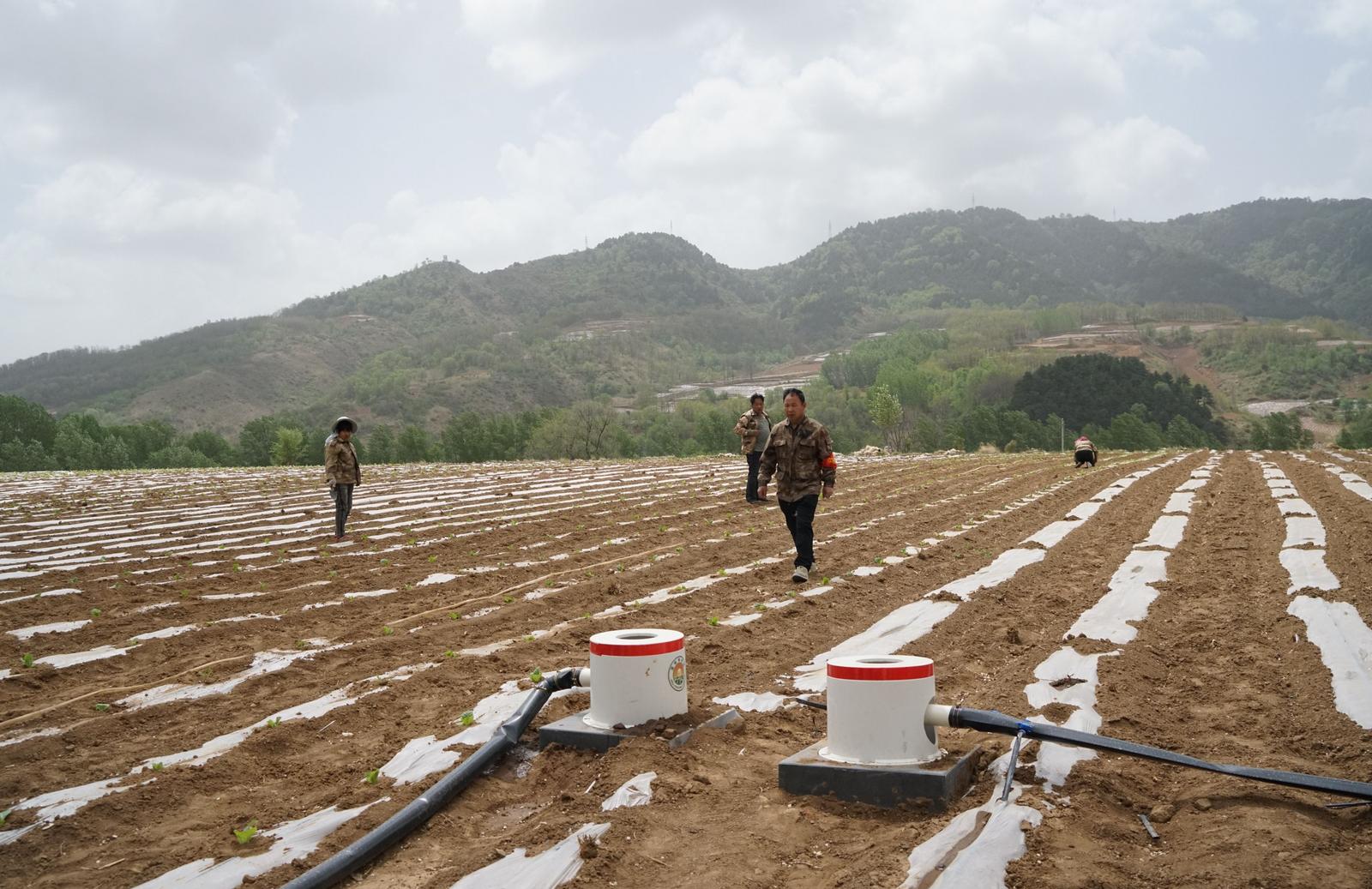 “这不仅是灌溉方式的改变,更是一场农业生产理念的升级。”金叶贸易有限责任公司副总经理王新峰蹲在田埂边,轻轻拨开一株烟苗的叶片向记者展示。翠绿的叶面下,土壤保持着恰到好处的湿润度,既不见板结龟裂,也没有水分淤积。王新峰介绍,以往烟田经常受天气制约,干旱年份烟叶的品质与效益难以保障。如今,提水工程的实施,通过滴灌技术精准地滋润着每一株烟苗,为烟苗生长提供了适宜的水分环境。