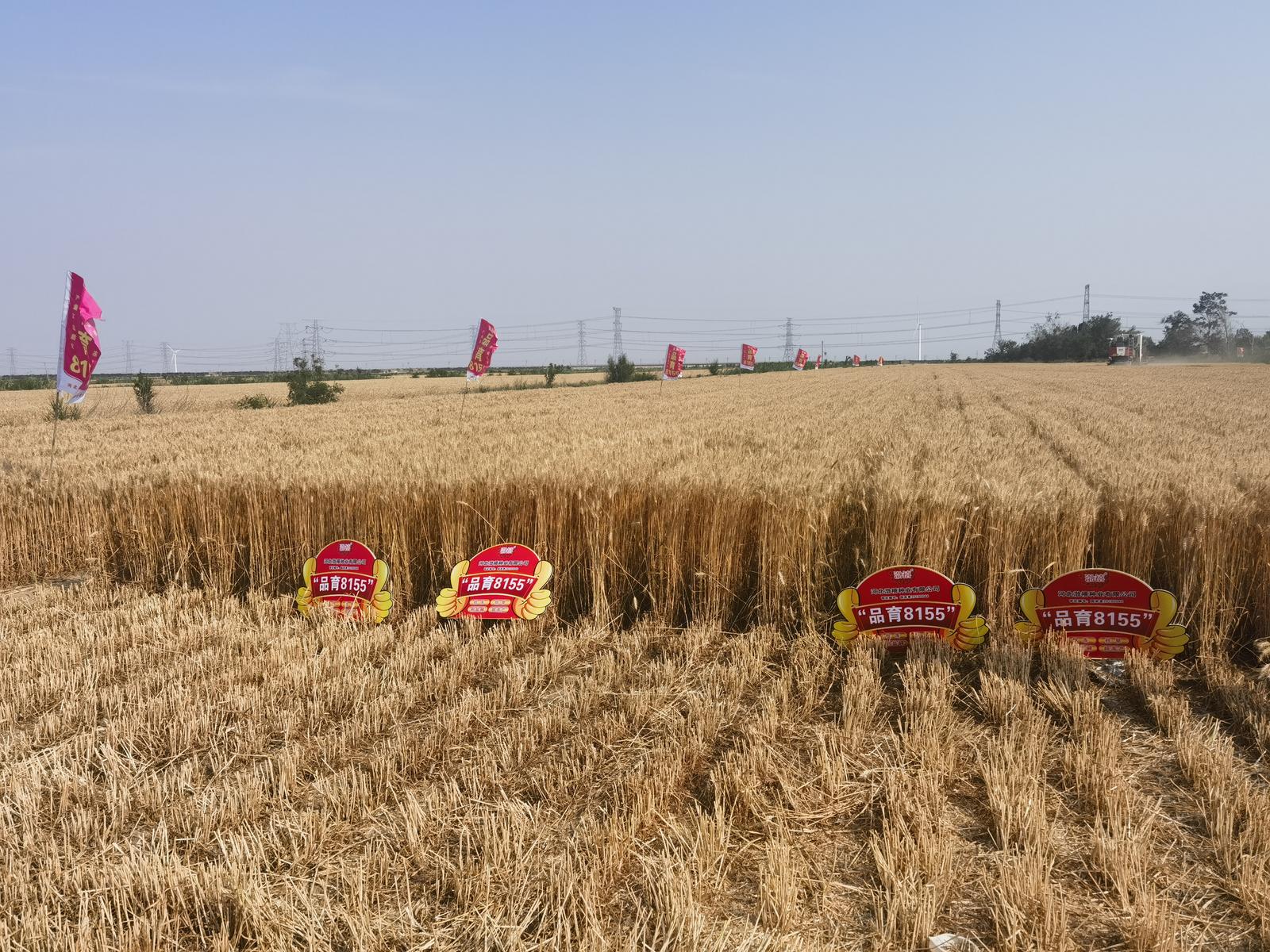 品育8155测产大田照
