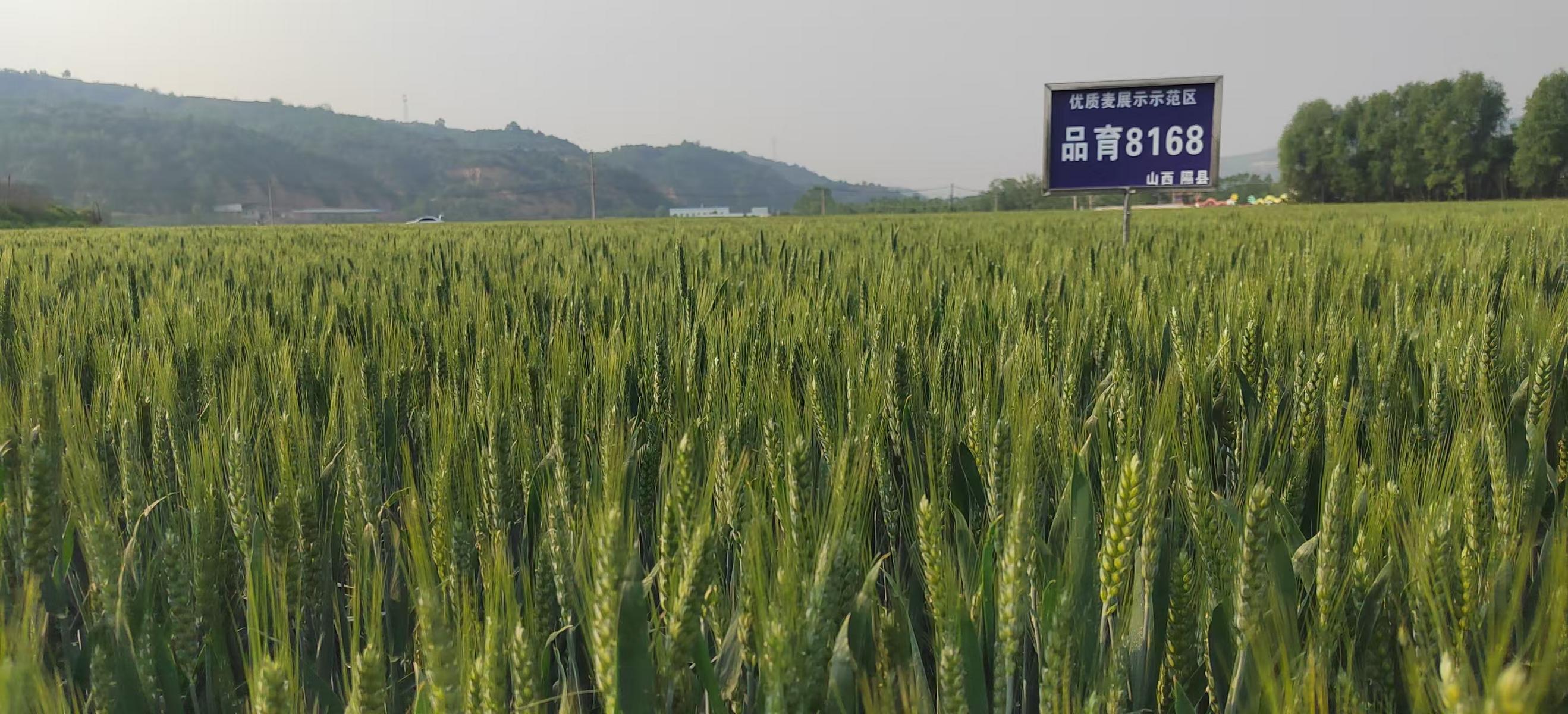 品育8168两年三作示范基地大田照