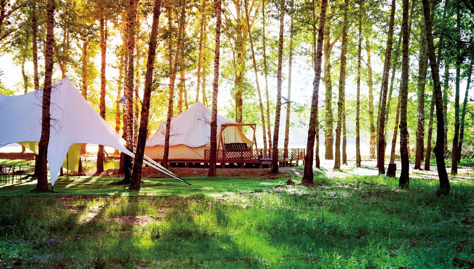 图为右玉红旗口林下露营基地