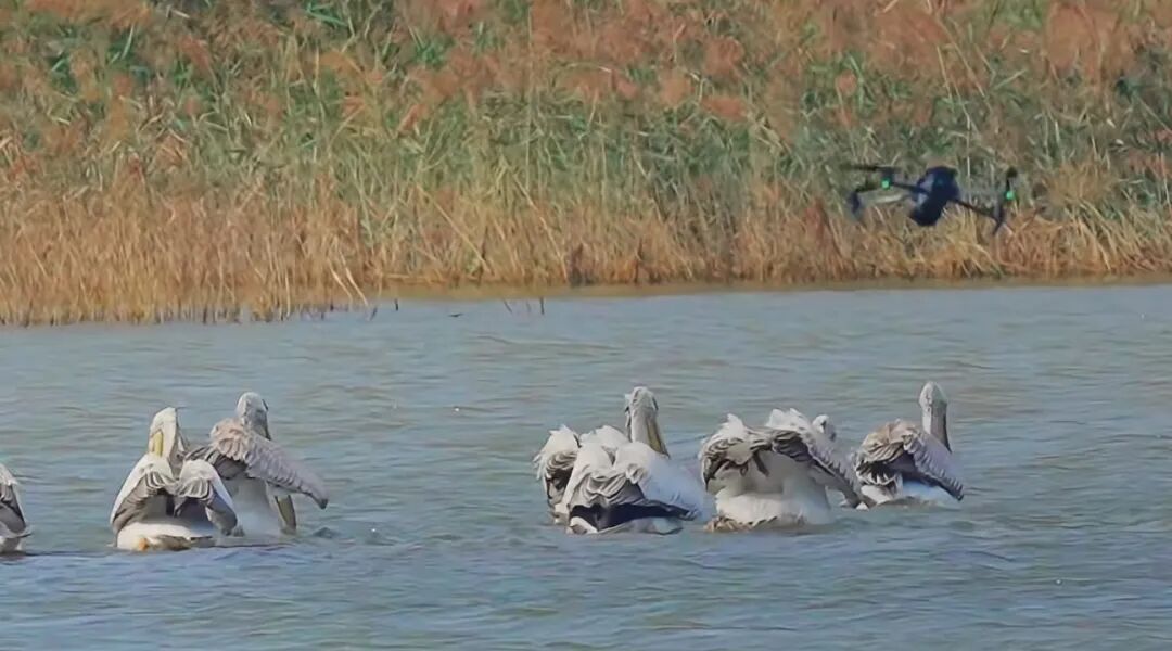 2025年9月,东营黄河口湿地,低飞的无人机正在靠近国家一级重点保护野生动物卷羽鹈鹕。图据中国新闻周刊