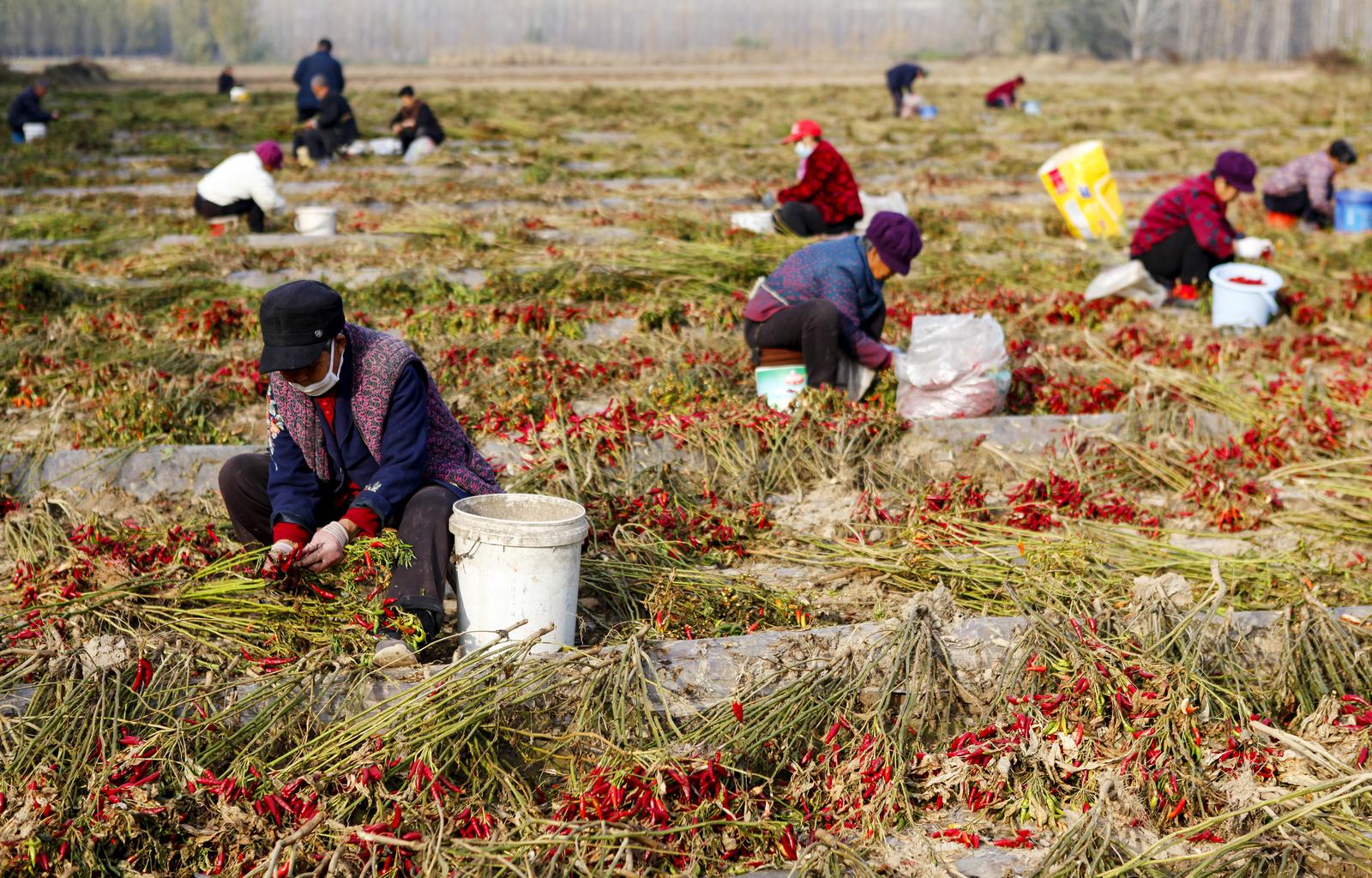 11月14日,在临汾市襄汾县南辛店乡北陈村,农民在田间采收辣椒。