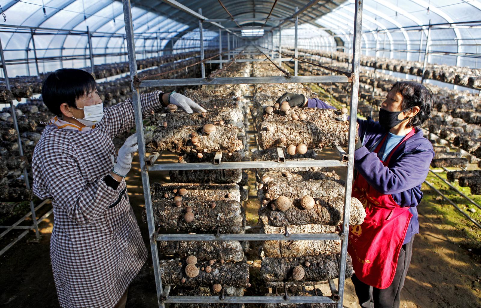 11月18日,在临汾市襄汾县邓庄镇邓庄村食用菌培植基地,村民在大棚内采收香菇。