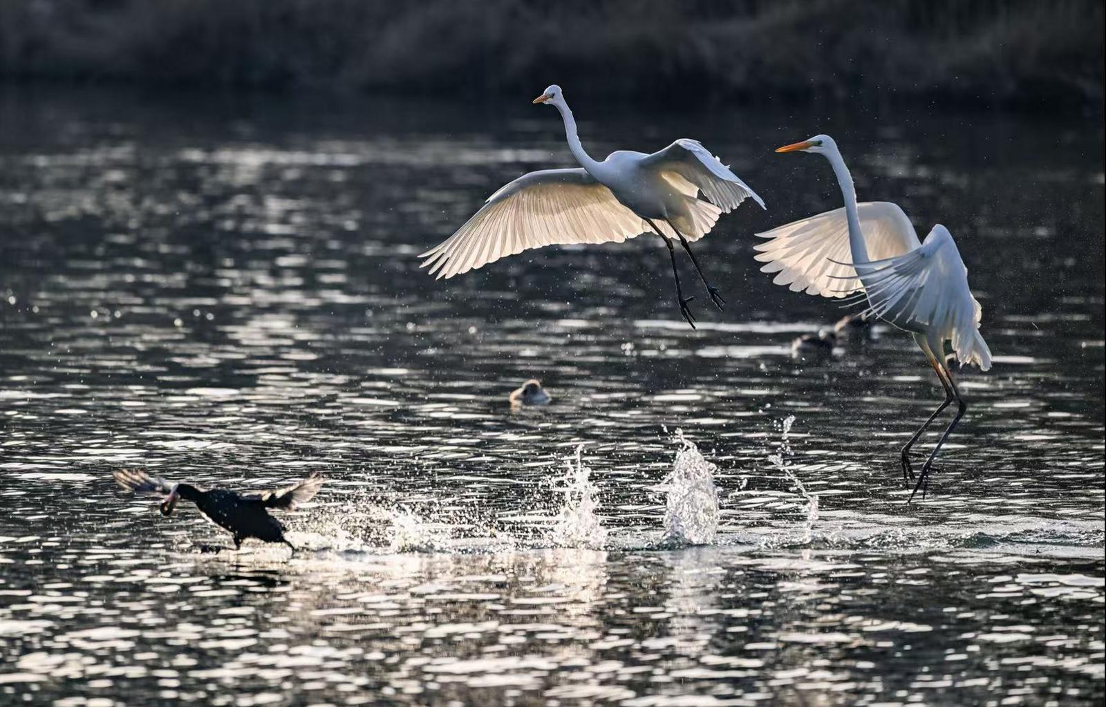 11月26日,众多白鹭在太原汾河景区湿地公园翩跹飞舞。