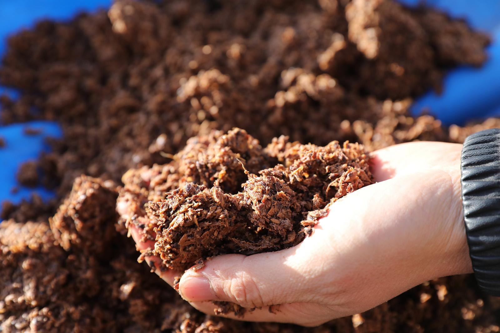 保贤养牛的秘诀,藏在酒糟里