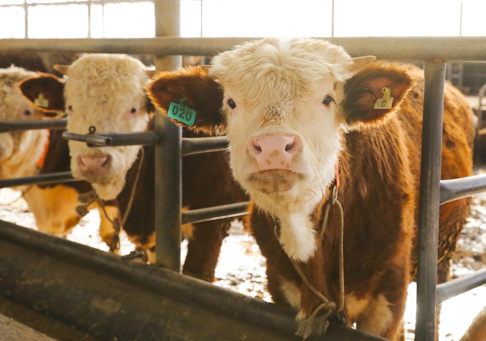 吃着发酵酒糟长大的肉牛