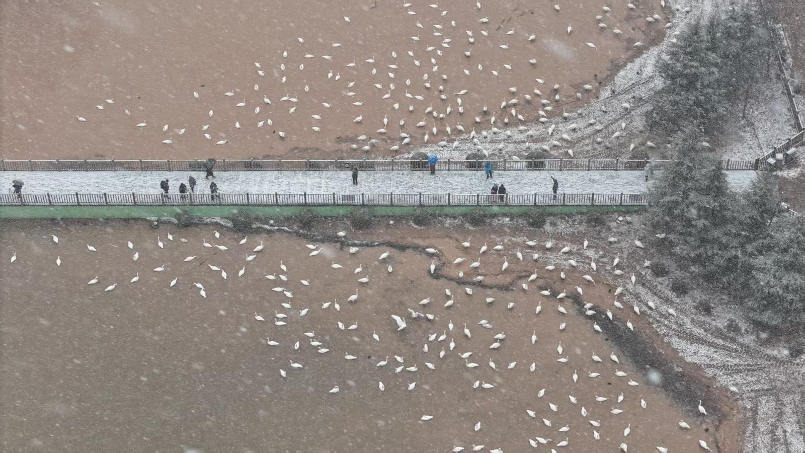 运城市平陆县黄河湿地,游客漫步雪中。王哲 摄